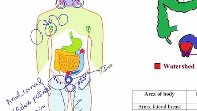 011 - Para-aortic lymph nodes and venous drainage of gonads - USMLE ACE INC смотреть онлайн