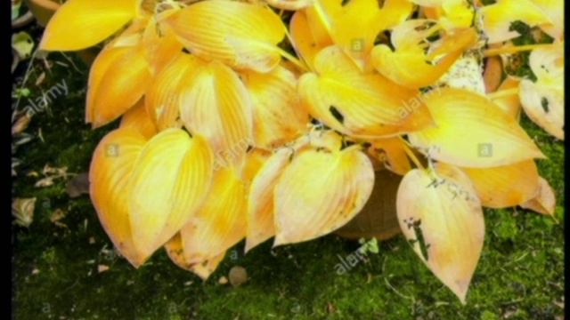 Apr 2019 - Spring Planting for Fall Color смотреть онлайн