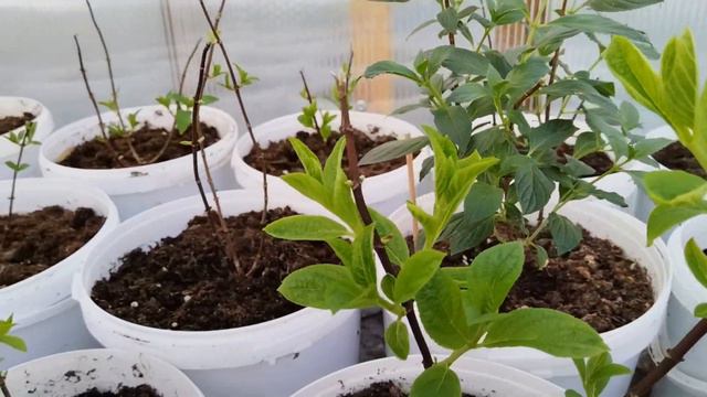 Первая подкормка гортензии после зимы. смотреть онлайн