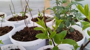 Первая подкормка гортензии после зимы.