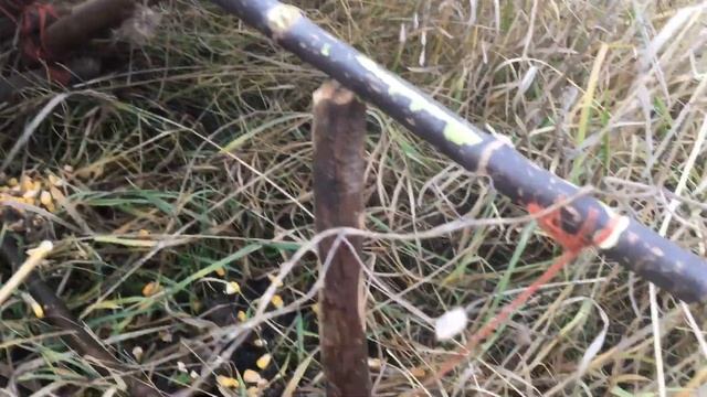 Проверяю ловушки на фазана/фазан так и не идет/ что делать смотреть онлайн