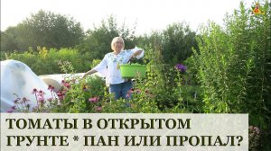 Томаты в ОГ * Валя, Настенька, София, Толстый Джек, Аленка, Санька, Марьюшка, Джина и Гунин