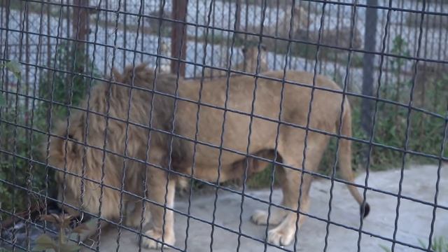 Львы собираются на львином пляже! Красавцы львы Персей и Малыш вечером в саванне смотреть онлайн