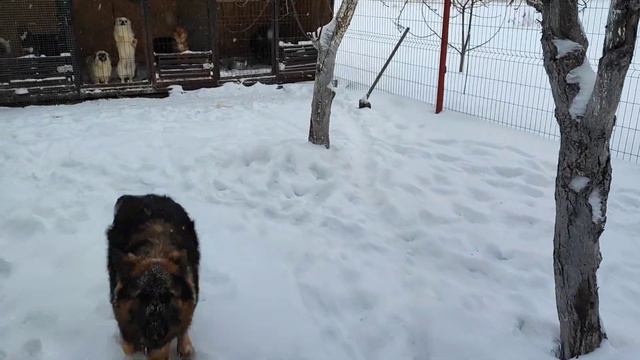 Собачки против Графа/ Зима самое тяжелое время для хвостиков смотреть онлайн