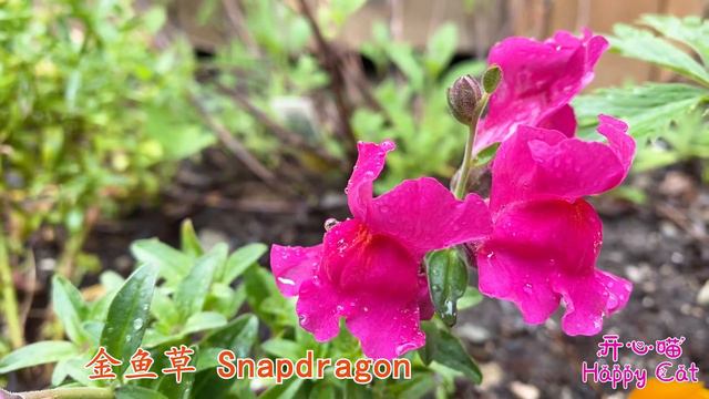 Roses | Peonies | Delphinium | Dianthus | Snapdragon are in full bloom in precarious wind and rain смотреть онлайн