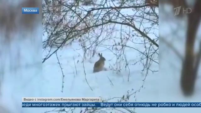 Во дворах на окраинах Москвы появились зайцы смотреть онлайн