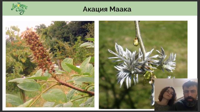 Медоносные деревья и кустарники в саду