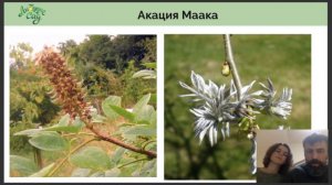 Медоносные деревья и кустарники в саду