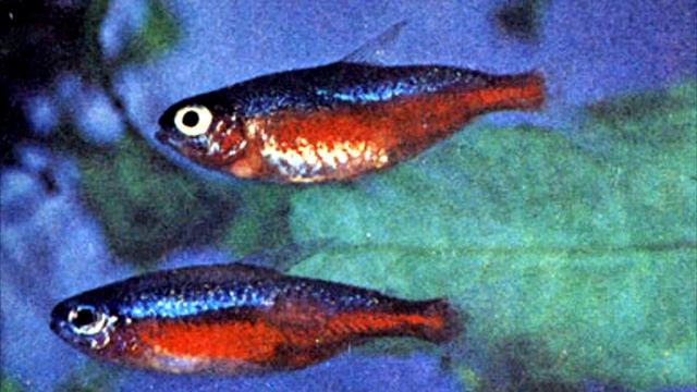 Плейстофороз неоновая болезнь смотреть онлайн