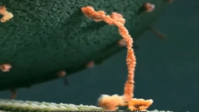 Эндорфин или как выглядит счастье смотреть онлайн