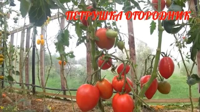 СОРТА ТОМАТОВ устойчивые К ФИТОФТОРЕ смотреть онлайн