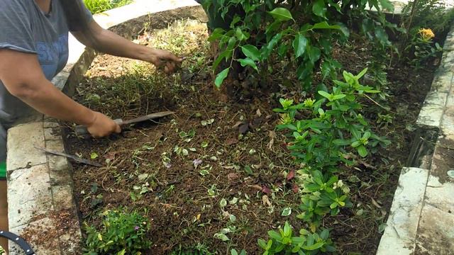 Replacing Caladium plants or Pink symphony (gabi-gabi) and new Peacock plants смотреть онлайн