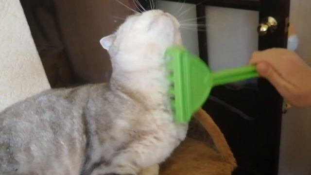 Котэ грабли точка G. смотреть онлайн