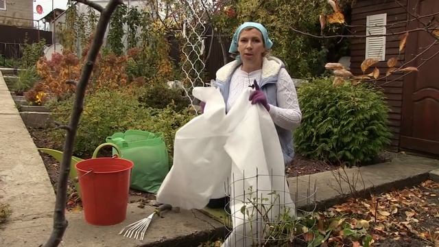 Все секреты обрезки и осенней подкормки гортензии крупнолистной и метельчатой. смотреть онлайн