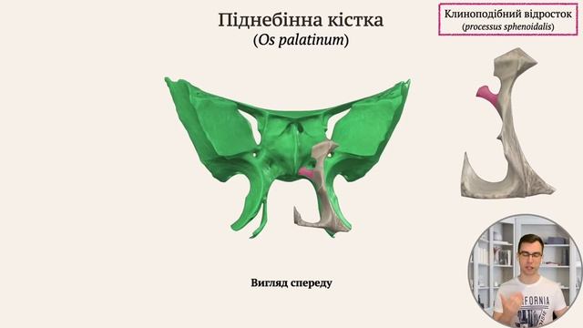Кістки черепа | Частина 3 | Кістки лицевого черепа смотреть онлайн