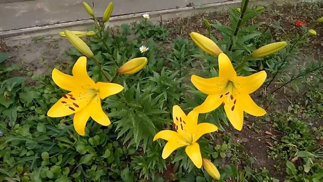 Цветы на клумбе. Июнь. смотреть онлайн