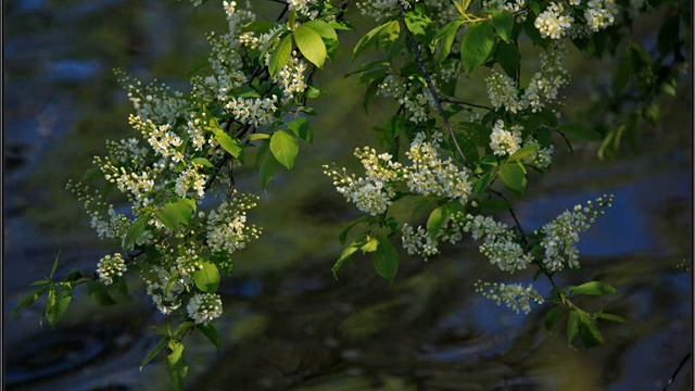 Максим Трифонов - УЧАН ТУНДО (перевод на эрзянский Риммы Жегалиной) смотреть онлайн