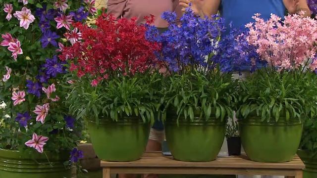 Cottage Farms 3-piece Red Riding Hood Penstemon Collection with Courtney Cason смотреть онлайн