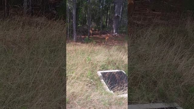 I was able to git close to deer смотреть онлайн