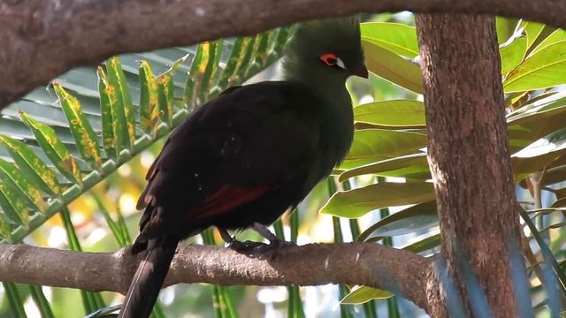 Guinea Turaco (Tauraco persa buffoni) ~ Buffon's Turaco Subspecies смотреть онлайн