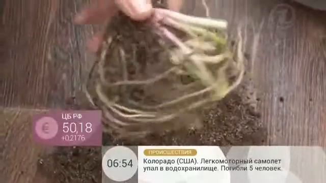 Как хранить луковицы растений до посадки смотреть онлайн