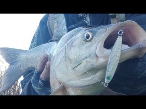 Жерех на пилькер. Стандартная проводка пилькера.