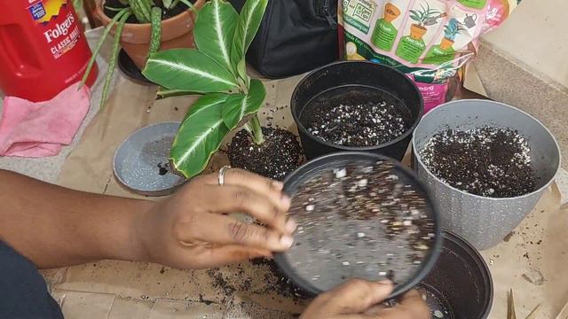 Repotting Silver Streak Peace Lily  #Spathiphyllum #houseplants #rarehouseplants #plantchores