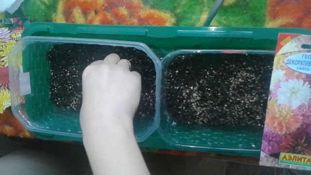 Георгины из семян.150СМ ВЫСОТОЙ.РАССАДА ЦВЕТОВ Ч.1 смотреть онлайн