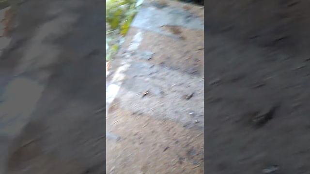 Трутень шэршня смотреть онлайн