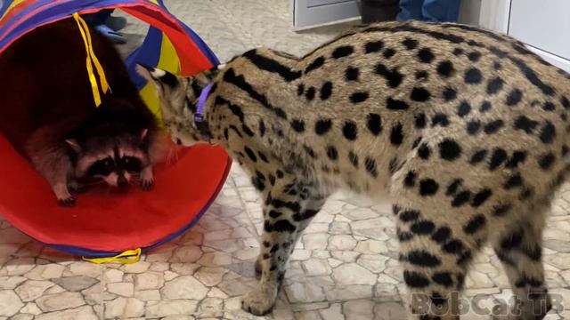 РЕАКЦИЯ СЕРВАЛА НА ЕНОТОВ / В память Мяурицио смотреть онлайн