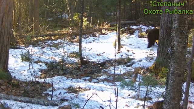 Машка Медведица с медвежонком Фотоловушки (2 часть) смотреть онлайн