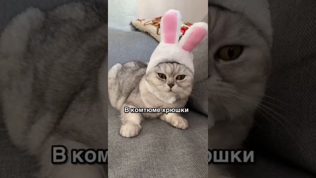 Смешные коты - Майя ? #смешныекоты #кошка #кот смотреть онлайн