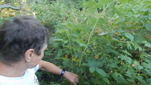 ЮГВ в малиннике - Кишкунхалаш 78-80г. смотреть онлайн