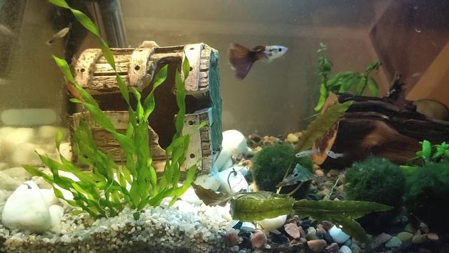 Аквариум. Жизнь двух сомиков. смотреть онлайн