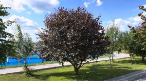 Яблони Декоративные Краснолистные Формы - Идельное решение для Озеленения Территорий любой сложност