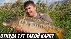 НОВЫЙ ДИКАРЬ УДИВИЛ! Реакция дикого карпа на бойлы, зерно и орех.