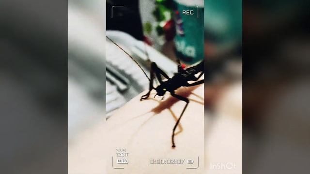 Нападение Peruphasma schultei смотреть онлайн