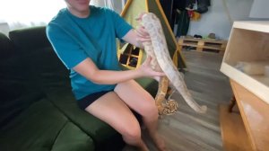 Приручаем удава. Учимся брать змею в руки (Часть 1)