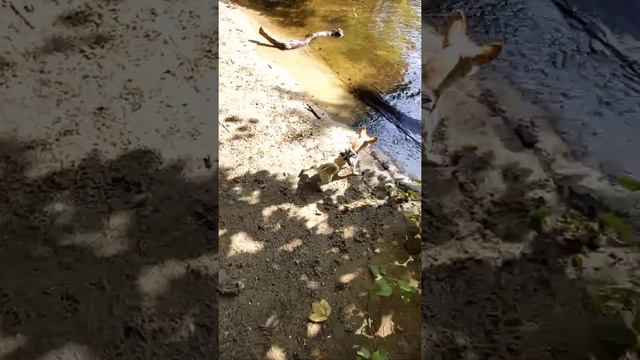 Бобби первый раз видит волны🐕🌊😁 смотреть онлайн