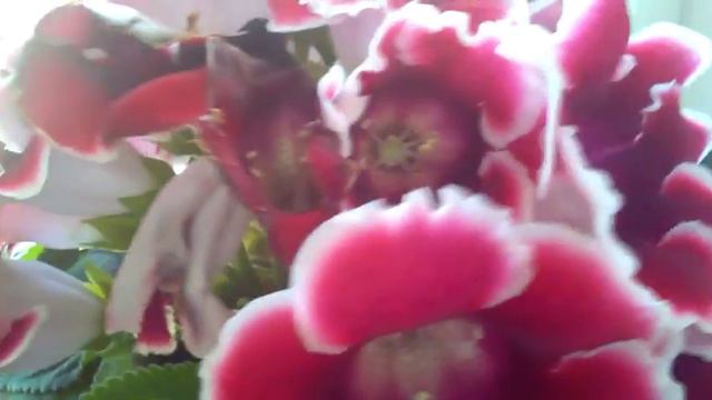 50.# Этот замечательный цветок живёт в нашем салоне, посмотрите на эту красоту. смотреть онлайн