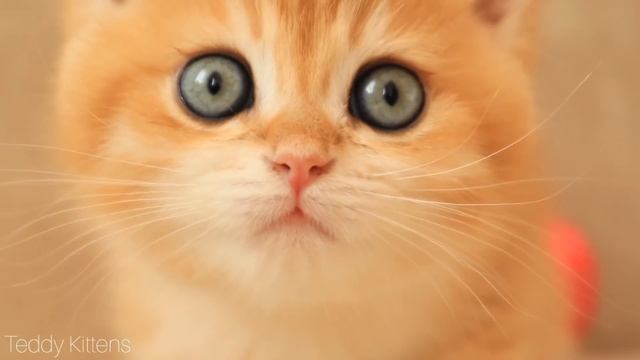 Eyes of my british shorthair kittens ? смотреть онлайн