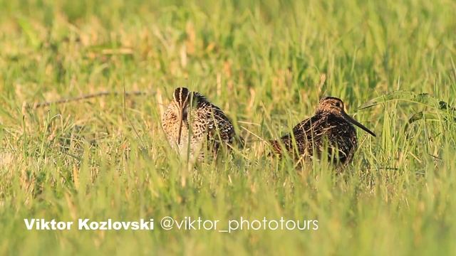Токующие дупели. Дупели птица видео. Виктор Козловский. Фототуры по дикой природе Беларуси смотреть онлайн