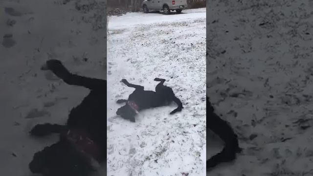 Git-N-it in the snow смотреть онлайн