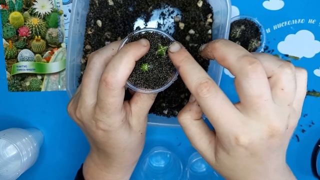 Кактусы из семян, посев, пересадка кактусов и что в итоге выросло смотреть онлайн