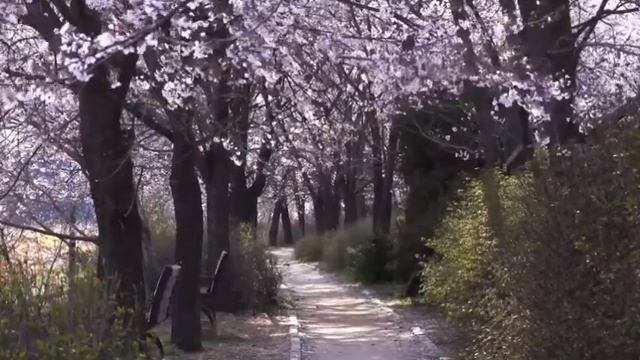 Relaxing Sleep Music-Deep Meditation River With Bird Sounds, Low Water Flowing Sounds