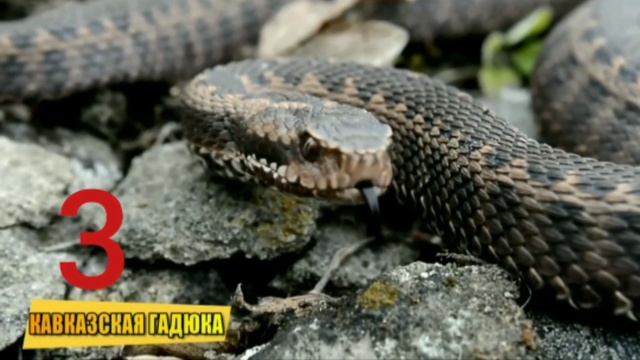 Топ 5 самых опасных змей в России смотреть онлайн