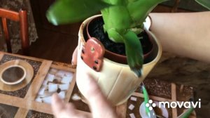 Вриезия? как поливаю. Обрезка цветоноса.