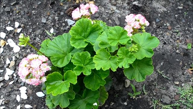 Пеларгония розебудная. Пеларгония Яблоневый цвет (Apple blossom rosebud) смотреть онлайн