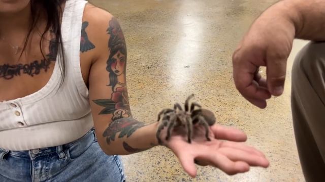 Giant Pythons On Wheels! (Reticulated Pythons, Scorpions, Tarantulas and more!) смотреть онлайн
