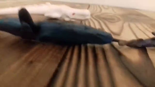 От мазазавра до белой акулы смотреть онлайн